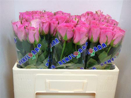 <h4>R Gr Smoothie</h4>