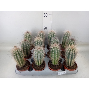 Pachycereus pringlei