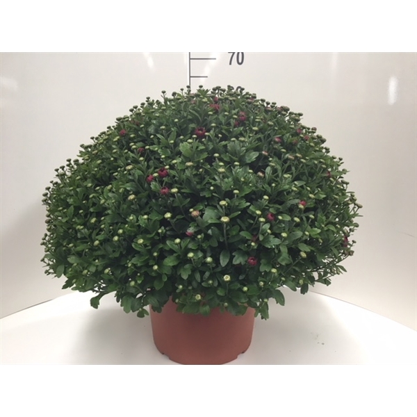 <h4>216 : Pot 33 cm Chrysant ROZE diam. 70+</h4>