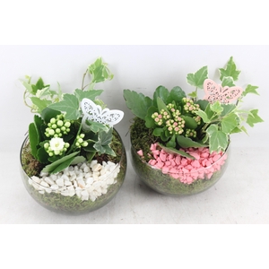 arr2 PL - Glas bol schuin KL. 813/3 - roze/wit