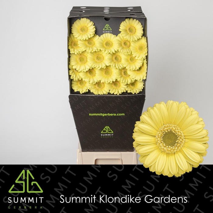<h4>Germini Lemon Ice Diamond</h4>