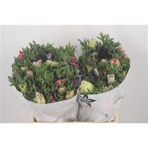 Anemone Mistral Mixed In Bunch