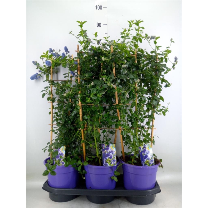 <h4>Ceanothus thyrsiflorus var. repens</h4>
