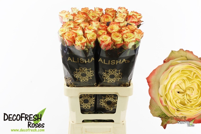 <h4>R Gr Adventure</h4>