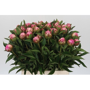 Paeonia Dr A Fleming