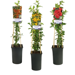 Mixshelf Pyracantha +light label