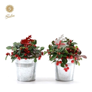 Gaultheria pr. 'Big Berry'® P10 in Zinc Old-Look + Reindeer