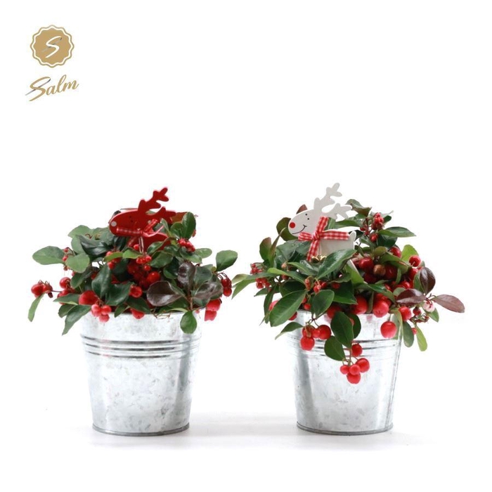 <h4>Gaultheria pr. 'Big Berry'® P10 in Zinc Old-Look + Reindeer</h4>
