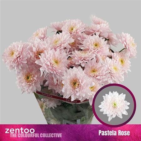 <h4>Chr T Pastela Rose</h4>