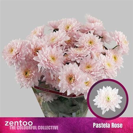 <h4>Chr T Pastela Rose</h4>