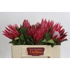 Protea Cynaroides Madiba