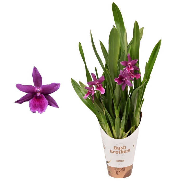 <h4>Brassia Summer Dream</h4>