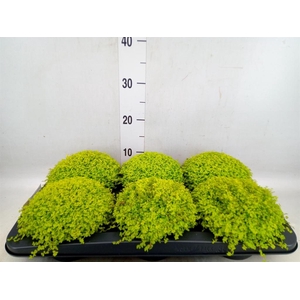 Soleirolia soleirolii 'Aurea'