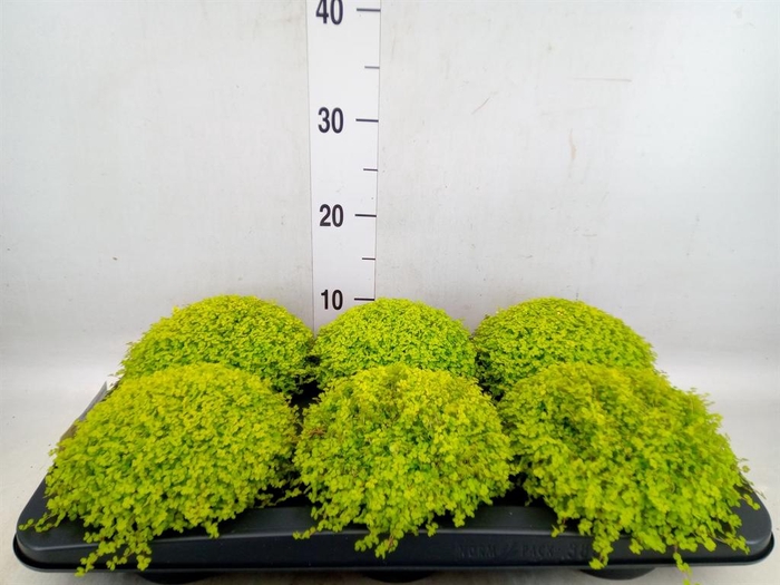 <h4>Soleirolia soleirolii 'Aurea'</h4>