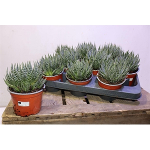 arr8 Aloe Aristata