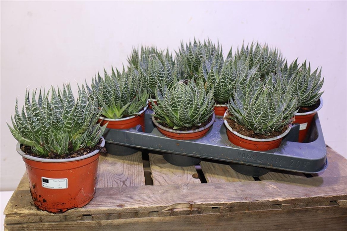 <h4>arr8 Aloe Aristata</h4>