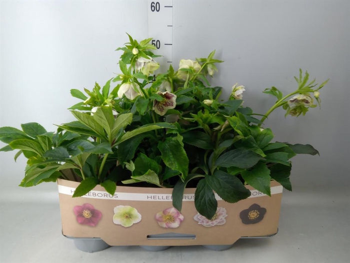 <h4>Helleborus ori.</h4>