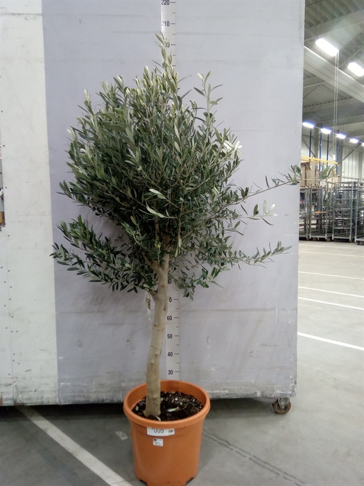 <h4>Olea europaea</h4>