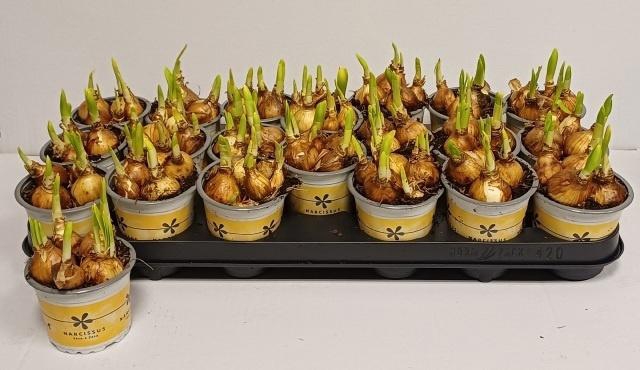 arr8 Narc O Tete A Tete