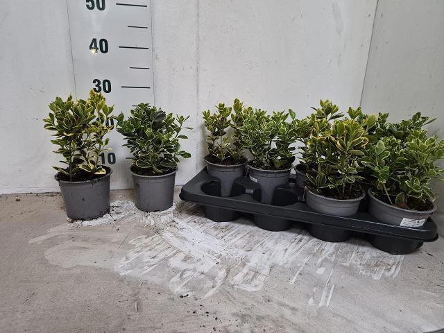 <h4>EUONYMUS JAP GEM</h4>