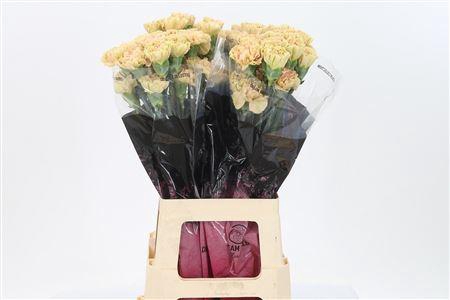 <h4>Di St Ambar</h4>