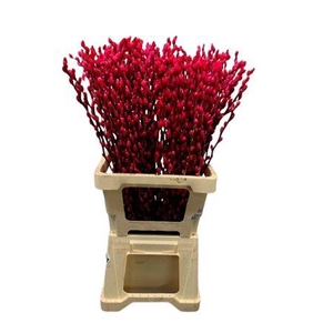 Salix Wilgenkatjes Cerise