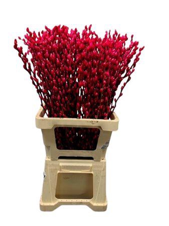 <h4>Salix Wilgenkatjes Cerise</h4>