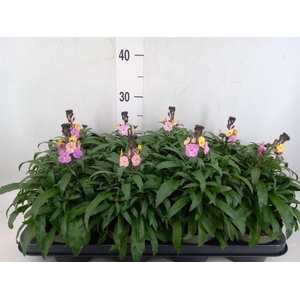 Erysimum  'Leya Purple Glow'