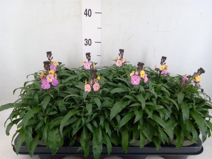 <h4>Erysimum  'Leya Purple Glow'</h4>