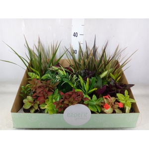 Planten  ..mix