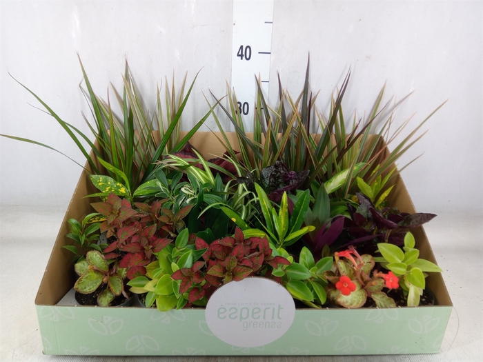 <h4>Planten  ..mix</h4>