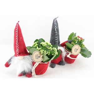 arr2 PL - Gnome Vilt muts kl. x6