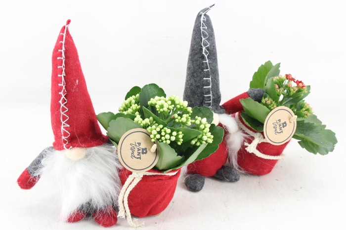 <h4>arr2 PL - Gnome Vilt muts kl. x6</h4>