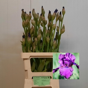 IRIS G CUP RACE
