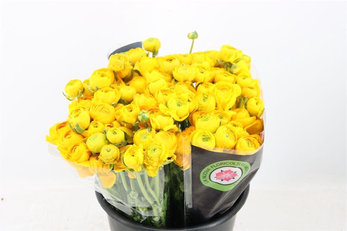 <h4>Ran Elegance Yellow</h4>