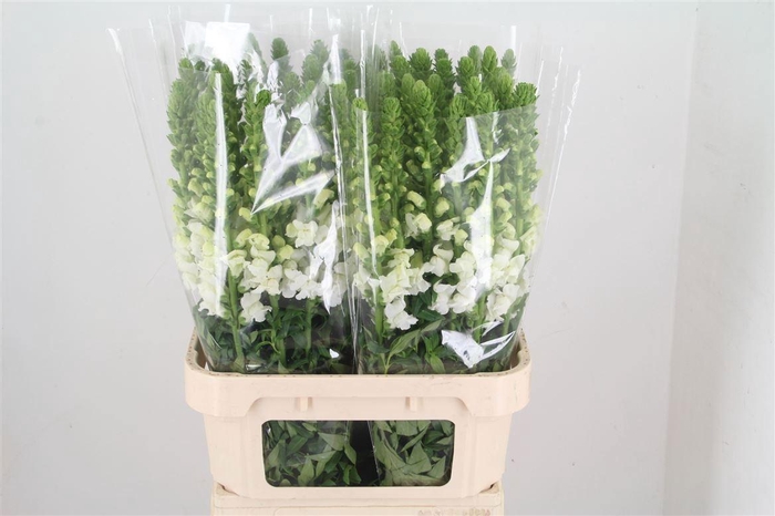 <h4>ANTIR POTO WHITE</h4>