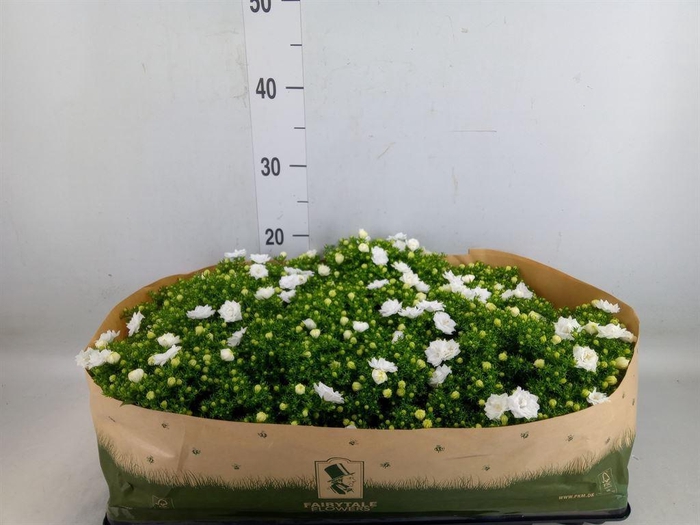 <h4>Campanula   ...</h4>