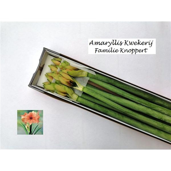 <h4>HIPP GA RILONA 10</h4>