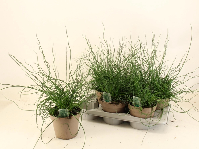 arr8 Junc Ef Spiralis