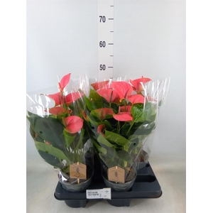 Anthurium andr. 'Sweet Dream'