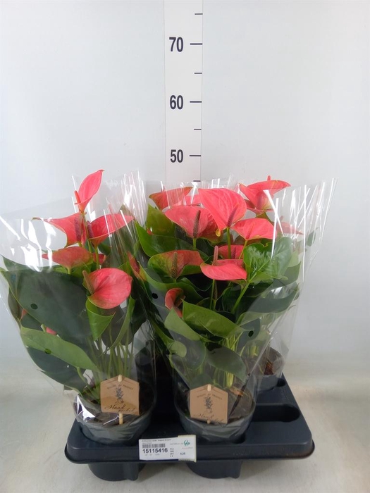 <h4>Anthurium andr. 'Sweet Dream'</h4>