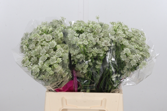 <h4>Astrantia Wit Billion Stars</h4>