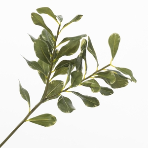 Pittosporum Green LV330159GRN