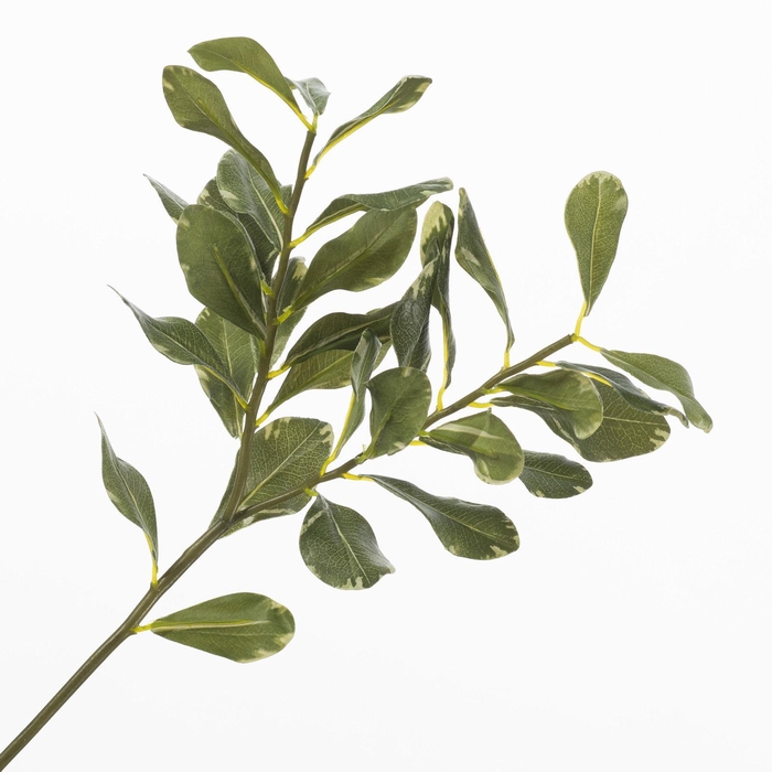 Pittosporum Green LV330159GRN