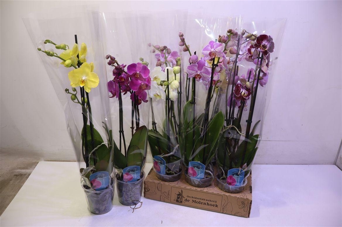 <h4>Phal Gem 4 Kl</h4>