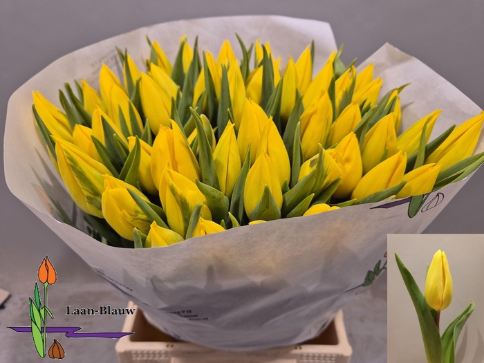 <h4>TU EN STRONG GOLD</h4>