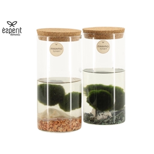 90723: Marimo arrangement