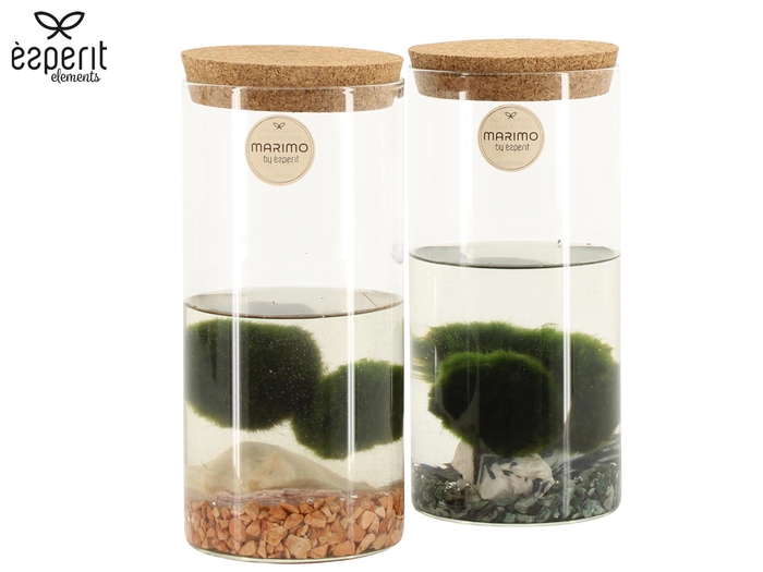 <h4>90723: Marimo arrangement</h4>