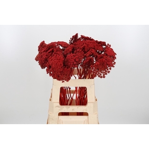 Ammi Zaad Kl Bh Rood