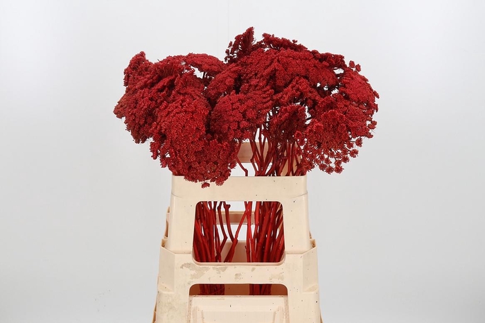 <h4>Ammi Zaad Kl Bh Rood</h4>